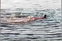 Squalo uccide due turiste nel Mar Rosso, l'attacco filmato dalla spiaggia