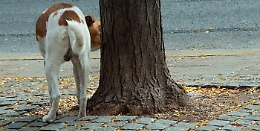 Cani a passeggio con bottiglia d'acqua per la pipì: obbligo previsto da articolo Ddl