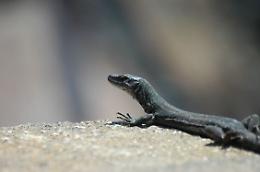 Isole Eolie, avvistato raro esemplare di lucertola nera