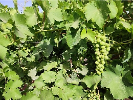 Si punta al Grillo per superare i rischi dei cambiamenti climatici