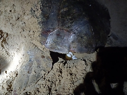 Menfi, primo nido di tartaruga Caretta caretta