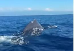 Avvistate due Balene nelle acque dello stretto di Messina