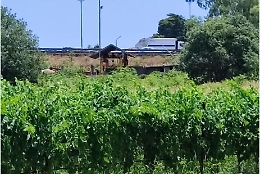 Il vigneto "inaspettato" nella giungla di cemento