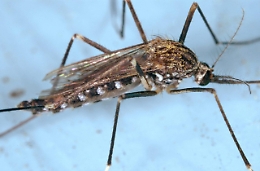 West Nile: a Padova primo caso infezione nel 2022