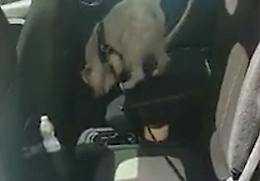 Cane dell'unit&agrave; cinofila scova droga e contanti in un'auto