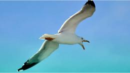 Gabbiano afferra un cucciolo di cane e se lo porta via