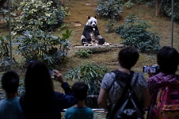 Hong Kong: morto a 35 anni il panda più anziano in cattività