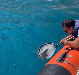 Cucciolo di delfino in difficoltà a Letojanni: salvato con segnalazione di un bagnante