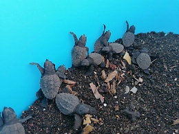 Linosa, prima schiusa di uova di tartaruga marina