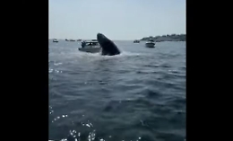 La balena balza fuori dall'acqua e quasi affonda una barca