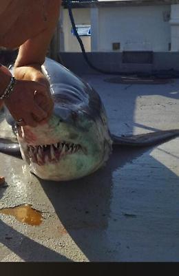 Uno squalo bianco è rimasto incastrato in una rete da pesca a Licata