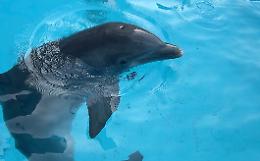 Delfino resta impigliato in una rete e rischia di finire spiaggiato: salvato