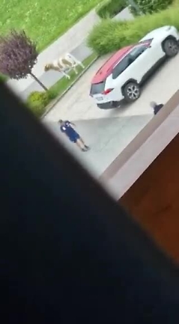 Juric - Vagnati, lite choc con urla e spintoni: Torino nel caos