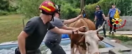 Mucca "accaldata" finisce dentro la pscina