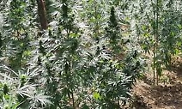 Partinico, nonno di 84 anni coltivava marijuana: arrestato