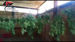 Nell'ovile 731 piante di marijuana e 170 grammi di cocaina: un arresto