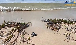 Prime uova di Caretta caretta si schiudono a Siculiana