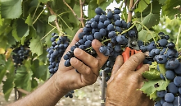 Vendemmia, al via oggi la campagna 2022: in Sicilia previsto calo di produzione ma ottima qualità
