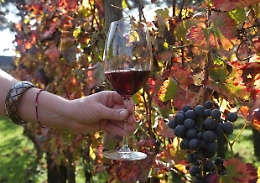 In Sicilia produzione del vino in calo ma la qualità sarà ottima