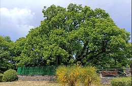 Il Castagno dei Cento Cavalli ha 2.200 anni: lo dice il Dna delle foglie