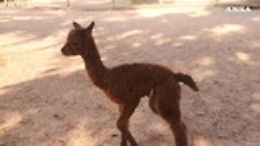 Un cucciolo di alpaca è nato nel bioparco di Torino