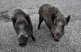 Peste suina: focolaio Lazio diverso da Piemonte e Liguria