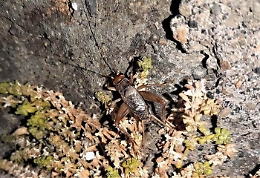 Pantelleria, scoperta una nuova specie di grillo