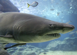 Bahamas: squali attaccano e feriscono bambino, si salva