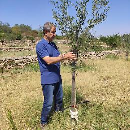 E Musumeci cura gli ulivi in campagna &laquo;per farli crescere dritti&raquo;