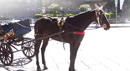 Carrozze turistiche, insulti e cori fra cocchieri e animalisti