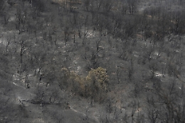 Algeria: sale il bilancio degli incendi, 31 i morti