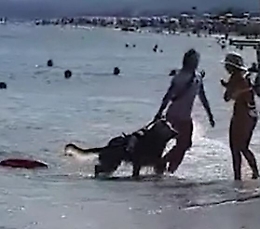 Cani 'eroi' salvano due ragazzi in Sicilia