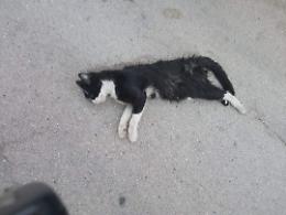 Decimata colonia di gatti ad Agrigento