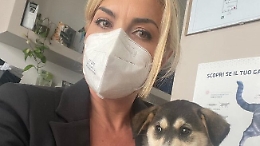 Agrigento, la strage dei gatti provocata da un branco di randagi