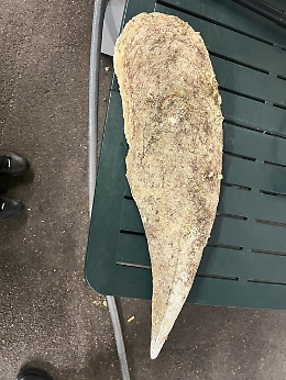 Spiagge sarde depredate: Pinna Nobilis nel bagagliaio di un' auto