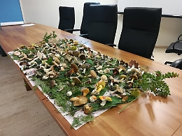 La stagione dei funghi apre in anticipo: quali quelli commestibili? Ecco a chi rivolgersi a Catania