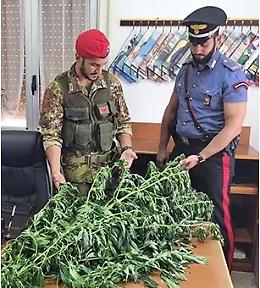 Piantagione di  marijuana nelle campagne di Centuripe: giovane in manette