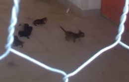 Liberati oltre 50 gatti tenuti in un garage a Scicli: si possono adottare