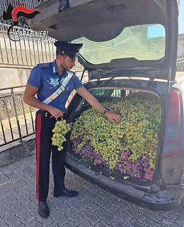Ladro d'uva fa razzìa in un vigneto del Calatino: sorpreso in auto con 794 chili di frutta