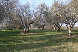 Burgio, raid vandalico a danno di un uliveto