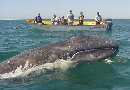 Nuova Zelanda: barca contro balena, cinque le vittime