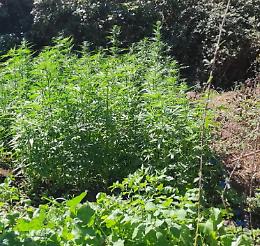 Piantagione di marijuana scoperta in area rurale di Messina: arrestati padre e figlio