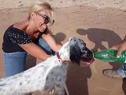 Agrigento, turista segnala un cane in difficoltà, intervento tempestivo dell'assessore Lala