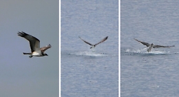 Un rapace spiega le sue ali e poi "plana" nelle acque di Aci Trezza