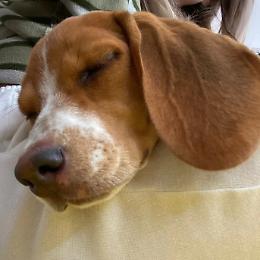 Striscia la Notizia porta sul bancone Luna, un altro cagnolino dell'Oasi di Santa Margherita Belice