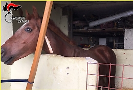 Catania, nella stalla abusiva un cavallo e 700 grammi di marijuana