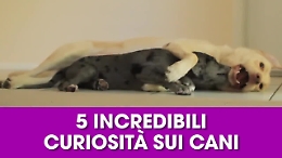 I cani sognano come gli uomini? Ecco le 5 cose che (forse) non sapevate