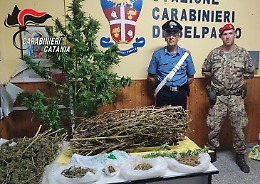 Coppia incensurata coltivava marijuana in un fondo agricolo: arrestata