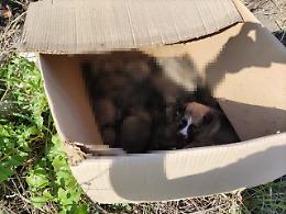 Strage di cagnolini a Caltanissetta, muore intera cucciolata lasciata sotto il sole: caccia al “killer”