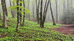 Legambiente: «Dentro il Parco dei Nebrodi scorrazzano auto e moto»